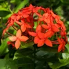 Ixora coccinea (kwiat pawia)  – 3 nasiona Podgląd zdjęcia produktu 1