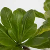 Palmier hawaïen - Brighamia insignis - Hauteur 25-35cm - Voir les images du produit 3