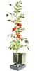 Gusta Garden TOM TOMATO Standard-Pflanzgefäß mit Produktbild-Vorschau 11
