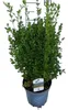 2 piante di BetterBuxus® Heritage - Buxus betterbuxus Anteprima dell’immagine prodotto 2