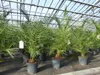 Palme 90-120 cm, Phoenix canariensis, kanarische Produktbild-Vorschau 6