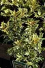 Osmanthus het. 'Goshiki' ('tricolor') - Pachnący kwiat o Podgląd zdjęcia produktu 3