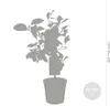 Bloomique - Citrus Limon - Zitrone - Zitronenbaum - Produktbild-Vorschau 3