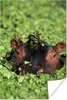 MuchoWow® Poster Nilpferd - Wasser - Pflanzen 80x120 cm - Produktbild-Vorschau 2