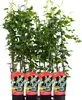 Rdest Auberta 1L Podgląd zdjęcia produktu 8
