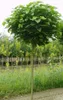 Catalpa bignoides Nana, Kugelbaum Hochstamm, Trompetenbaum, Produktbild-Vorschau 1