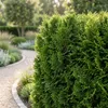 Green boutiQ - Haagplanten - Thuja occidentalis Smaragd - Voir les images du produit 4