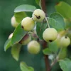 Food-United KIRSCH-APFEL-ÄPFEL mit Stiel 1 Dose Füllm 425g Produktbild-Vorschau 4