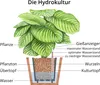 Dehner Birkenfeige, Ficus binnendijkii Amstel King, in Produktbild-Vorschau 3