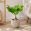 Hawaiipalme - Brighamia - Höhe ca. 40 cm, Topf-Ø 12 cm Produktbild-Vorschau 6
