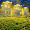 Bettizia 1x Professionelle LED Grow Lampe mit Vollspektrum Produktbild-Vorschau 6