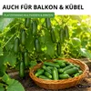 Mini Snackgurke Salamanda F1 Samen - Cucumis sativus - Produktbild-Vorschau 5