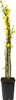 Jaśmin zimowy 60–70 cm (Jasminum nudiflorum) – odporna na Podgląd zdjęcia produktu 3