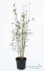 Fargesia jiuzhaigou 1 80/100 cm hoch, im 3 Liter-Topf Produktbild-Vorschau 8