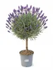 Lavandula angustifolia Hochstamm Lavendel winterhart 60-80 Produktbild-Vorschau 1