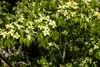 Cornus kousa chinensis 'Schmetterling', Blumen-Hartriegel, Produktbild-Vorschau 5