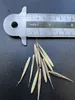 Bambù gigante Moso (Phyllostachys edulis)  - 20 semi Anteprima dell’immagine prodotto 4