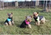 Vest Doggie kabátek pro psy růžová Velikost oblečení: M Náhľad obrázku produktu 2