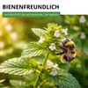 Zitronenmelisse  Samen - Melissa officinalis - Produktbild-Vorschau 2