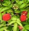 Erdbeerhimbeere - Rubus illecebrosus, Cont. 0,8 l Produktbild-Vorschau 5