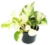 Weiß-bunte Efeutute - Epipremnum Happy Leaf - Scindapsus - Produktbild-Vorschau 2
