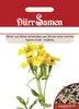 Würztagetes | Würztagetessamen von Dürr Samen Produktbild-Vorschau 3