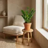 Bloomique - Zamioculcas Zamiifolia - Palma doniczkowa - Podgląd zdjęcia produktu 2