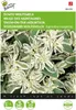 Weissrand-Wolfsmilch | Blumensamen von Buzzy Seeds Produktbild-Vorschau 1