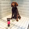 Animology Welpenshampoo Puppy Love 250 ml Produktbild-Vorschau 3