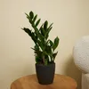 Bloomique - Zestaw 2 szt. - Zamioculcas Zamiifolia - Palma Podgląd zdjęcia produktu 2