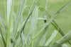 Japanisches Berggras, im Topf - Hakonechloa macra Produktbild-Vorschau 7