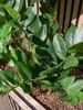 Europalms Zamifolia Kunstpflanze 70cm 82600153 Náhľad obrázku produktu 7