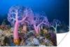 MuchoWow® Poster Koralle unter Wasser 180x120 cm - Produktbild-Vorschau 1