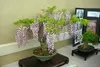 SAFLAX Kultivační sada - Wisteria - Wisteria sinensis - 4 Náhled obrázku produktu 4