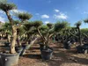 Sunny Tree – drzewo oliwne Pompon – 50 lat, wysokość 230 Podgląd zdjęcia produktu 3