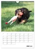 Geliebte Rabauken - Rauhaardackel (Wandkalender 2027 DIN A4 Produktbild-Vorschau 9