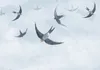 Vlies Fototapete fliegende Vögel 400x280 cm Tapeten Produktbild-Vorschau 3