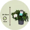 Gardenia jaśminowata - Gardenia jasminoides - Wysokość Podgląd zdjęcia produktu 2