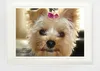 Hunde Gerahmtes Bild Mit Edlem Passepartout | Wand-Bilder | Produktbild-Vorschau 1