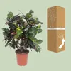 Croton Magnificent - Codiaeum Magnificent - pokojová Náhled obrázku produktu 3