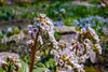 Stauden Gänge 3 x Bergenia cordifolia 'Silberlicht' - Produktbild-Vorschau 4