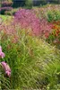 Stauden Gänge 1 x Miscanthus sinensis 'Ferner Osten' im 1 Produktbild-Vorschau 1