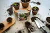 Exotische Kakteen Samen mit hoher Keimrate - Sukkulenten Produktbild-Vorschau 4