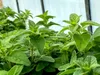 Oregano Pflanze            Origanum vulgare Produktbild-Vorschau 2