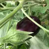 Buzzy Aubergine Violetta Lunga 2 Produktbild-Vorschau 4