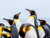 Calvendo Königspinguine - Zusammenkunft 1000 Teile Puzzle Produktbild-Vorschau 2