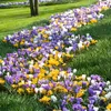 Botanische Krokusse Zwiebeln Winterhart Mehrjährig - Orange Produktbild-Vorschau 2