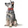 Hunter Halsband-Fliege Paris rot. Produktbild-Vorschau 8