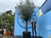 A potted olive tree is displayed in front of a large blue banner with a cartoon illustration of a man and measurement markings. Other plants are visible in the background. Produktbild-Vorschau