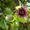 Passiflora quadrangularis – 5 semien Náhľad obrázku produktu 1